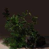 Elysian Eucalyptus Body Cleanser - Multi-Active