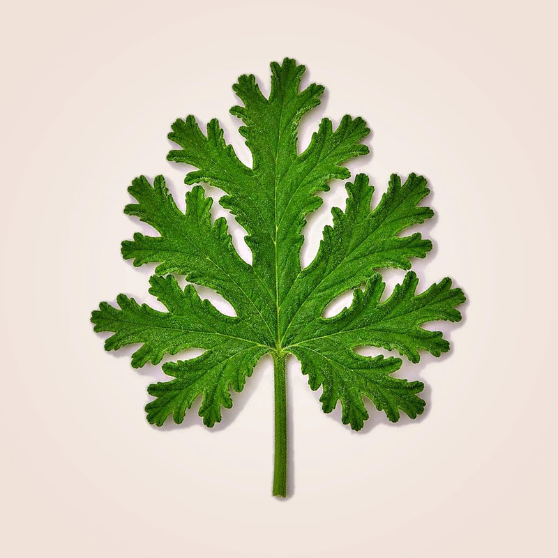 Geranium Leaf