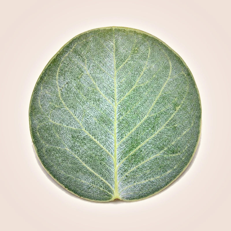 Eucalyptus