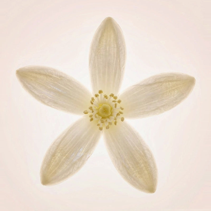 Neroli Blossom