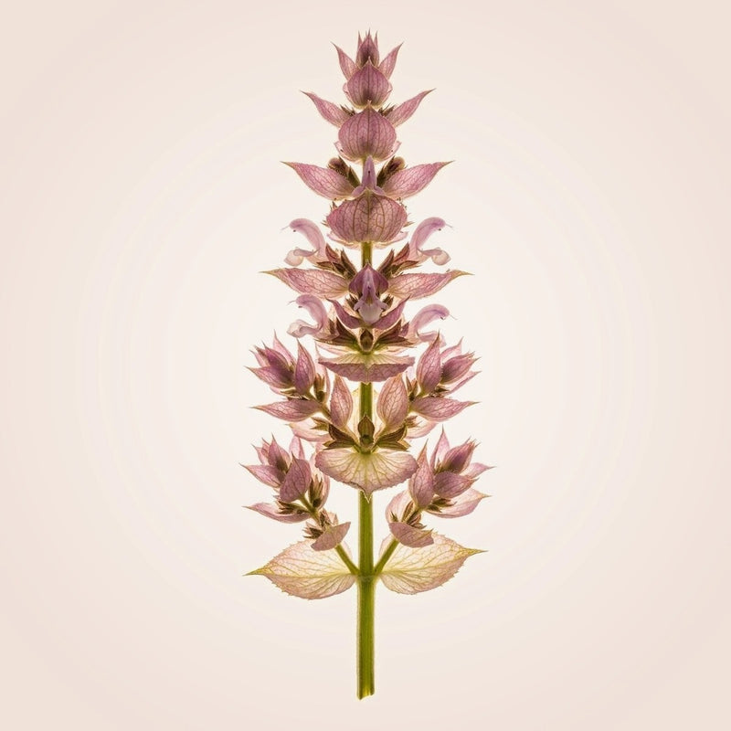 Clary Sage