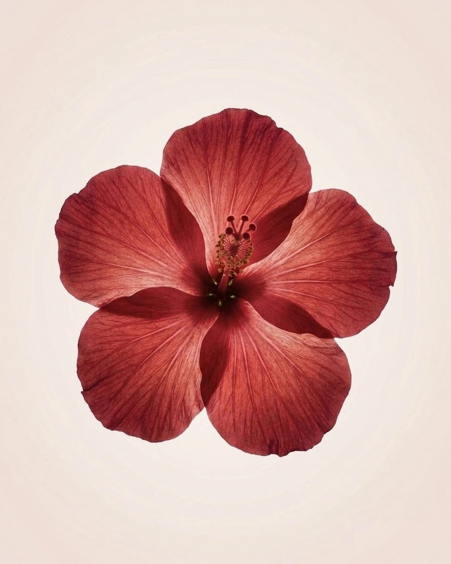 Hibiscus Extract